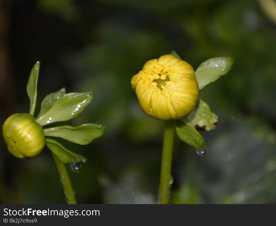 Flower, Plant, Hypericum, Wildflower