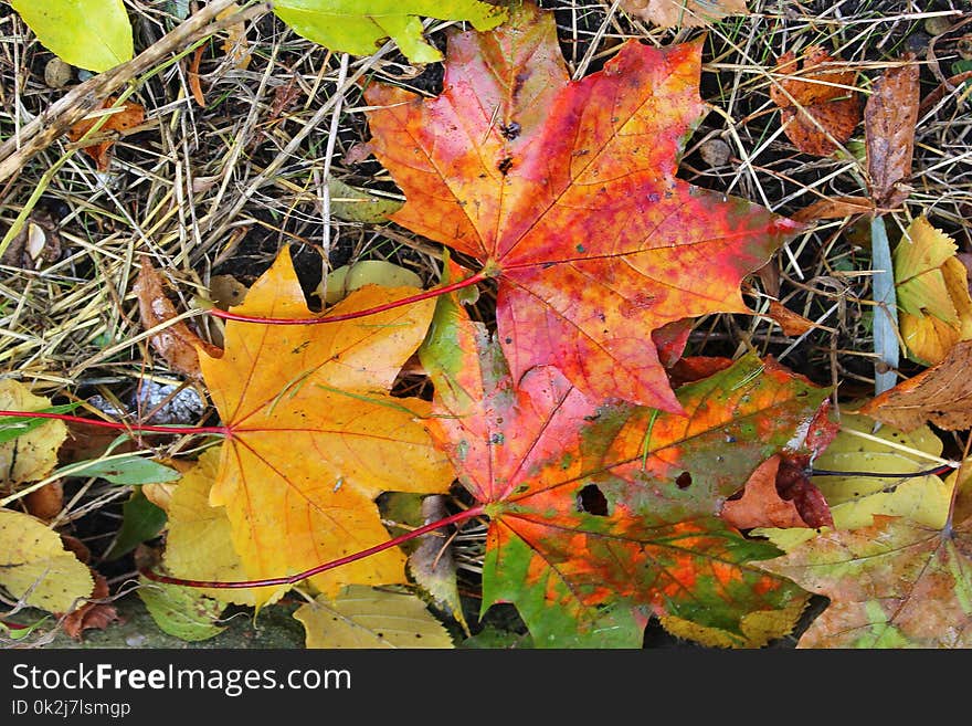 Leaf, Autumn, Maple Leaf, Plant