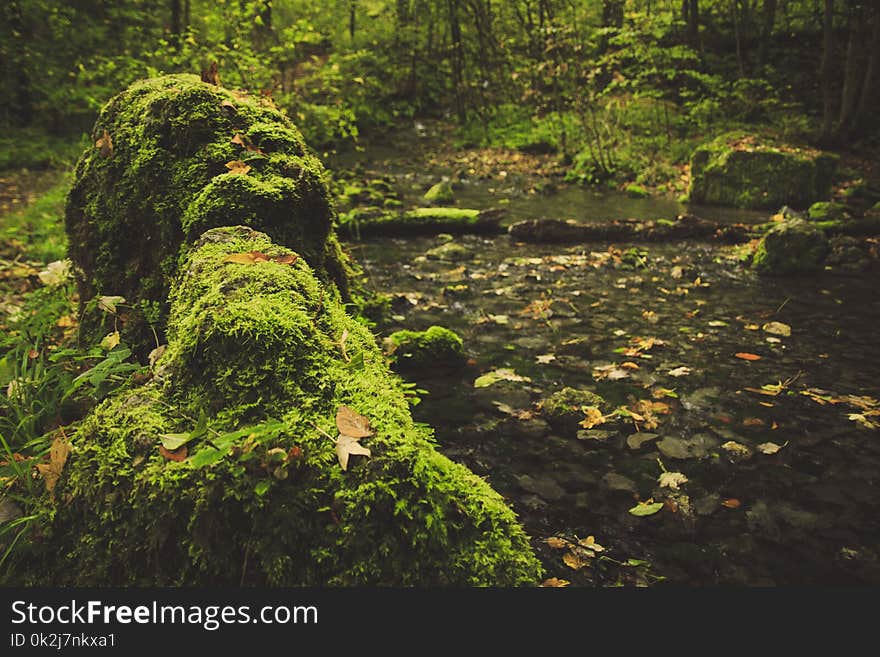 Vegetation, Nature, Water, Nature Reserve