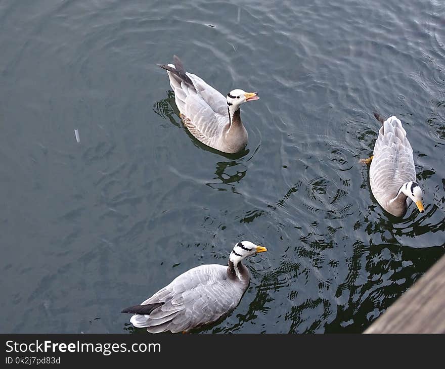 Bird, Fauna, Water Bird, Seabird