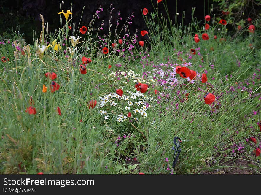 Flower, Ecosystem, Wildflower, Plant