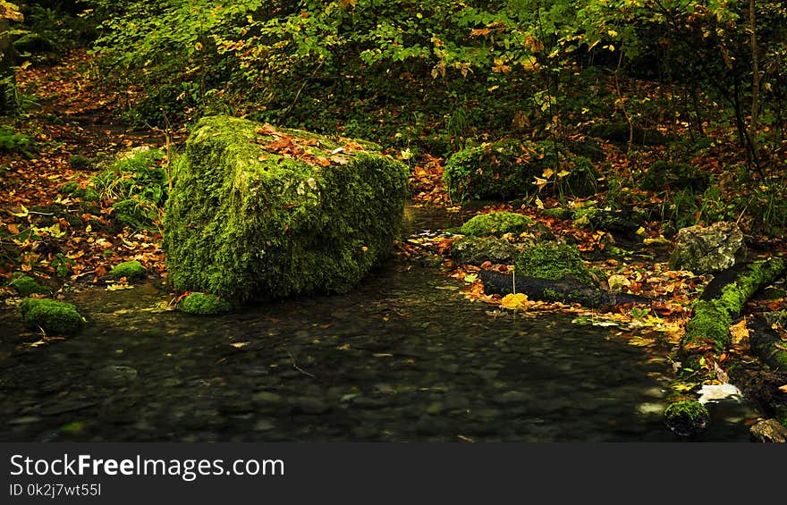 Nature, Vegetation, Leaf, Autumn