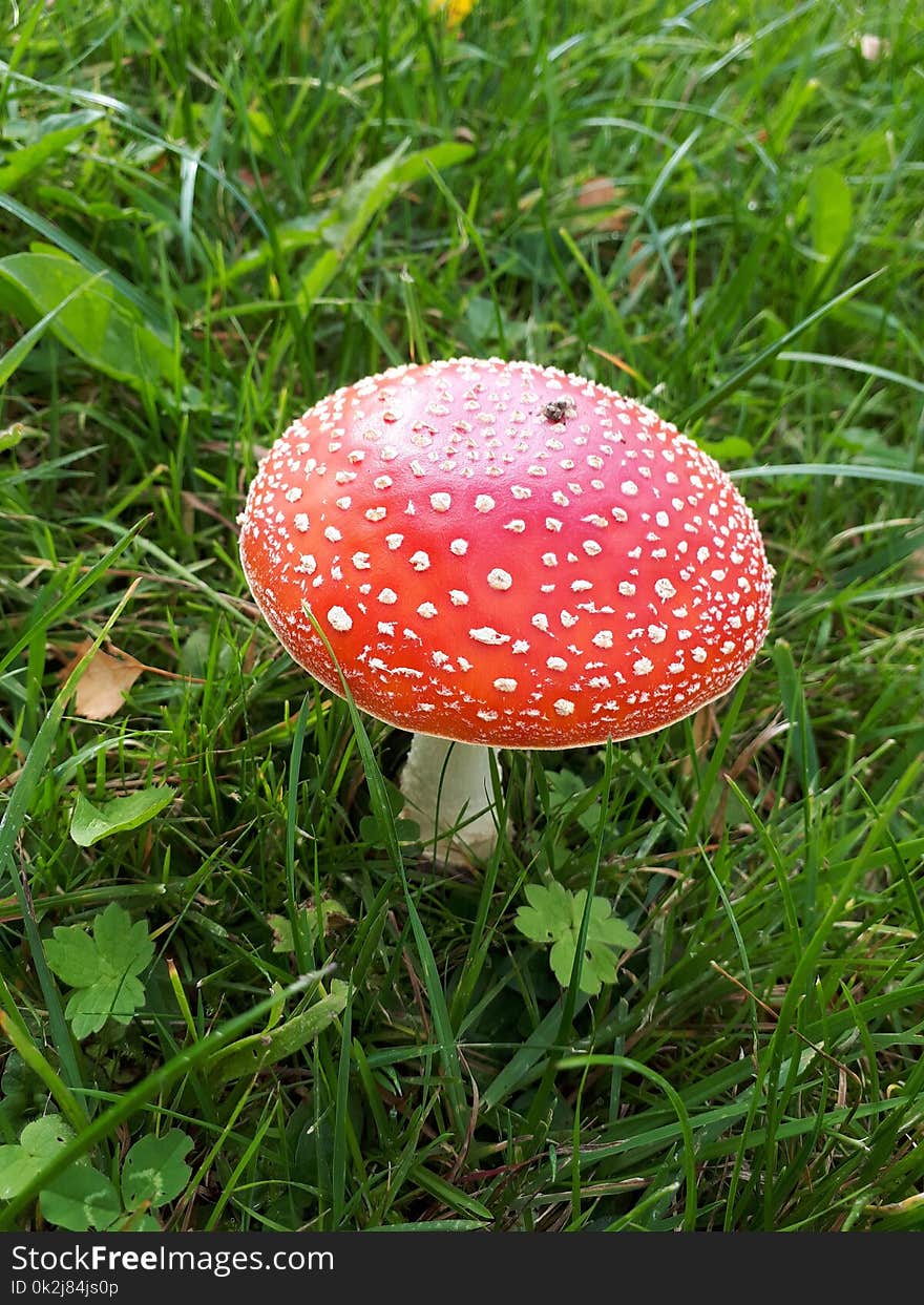 Mushroom, Fungus, Agaric, Grass