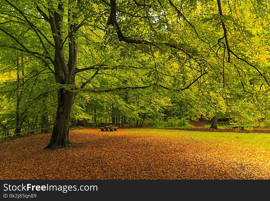 Nature, Leaf, Green, Tree