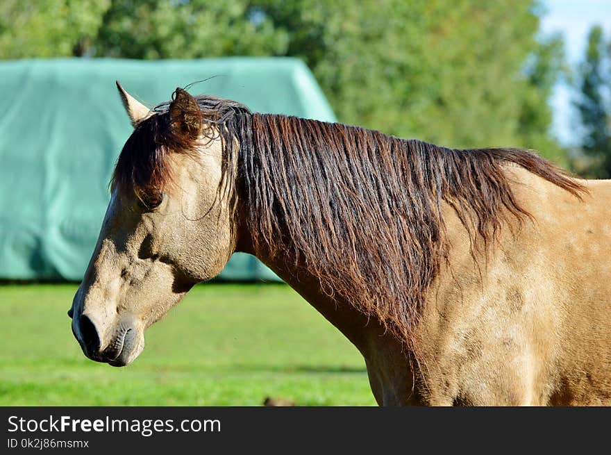 Horse, Mane, Horse Like Mammal, Bridle