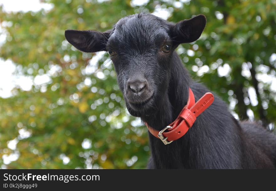 Goats, Goat, Cow Goat Family, Goat Antelope