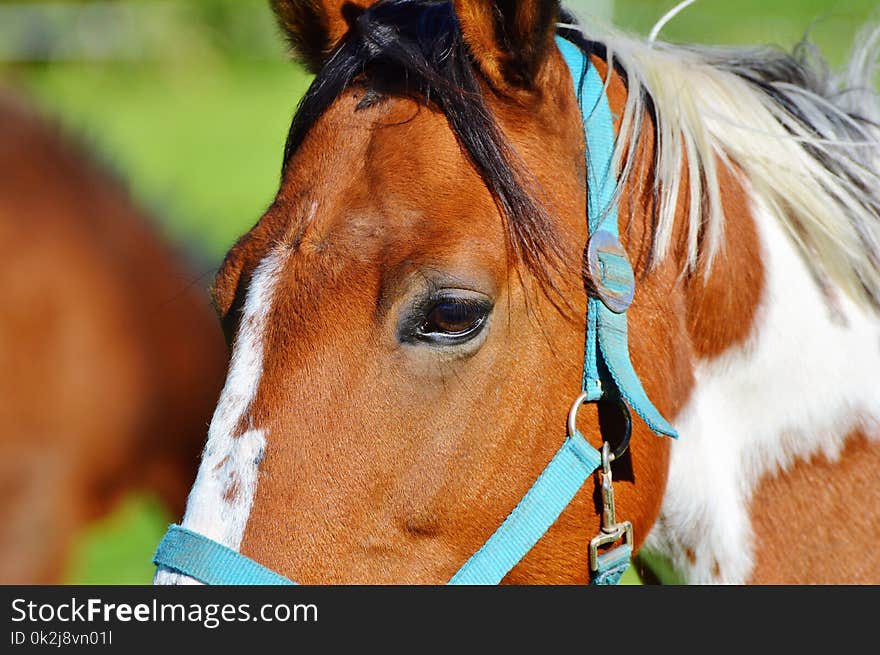 Horse, Halter, Bridle, Mane