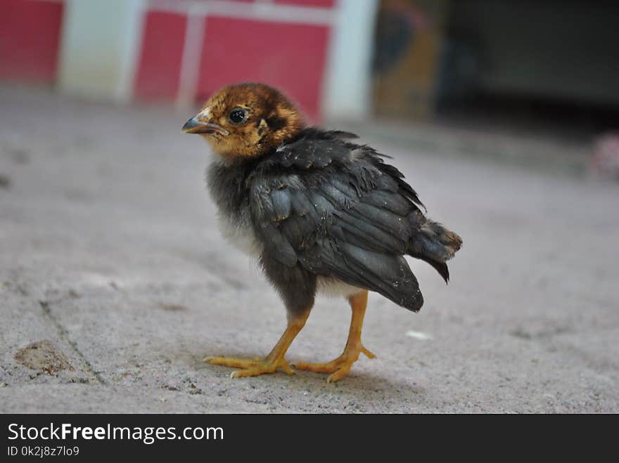 Chicken, Bird, Galliformes, Beak