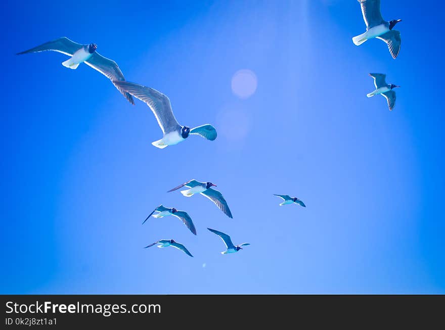 Sky, Blue, Bird, Azure