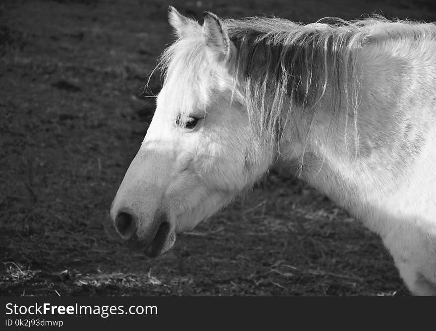 Horse, White, Mane, Black And White