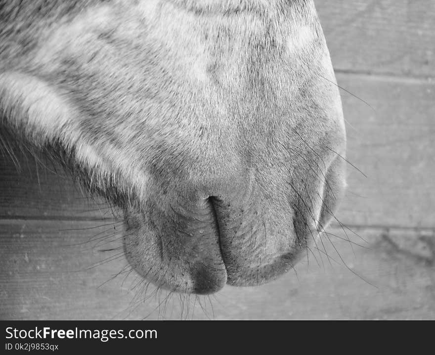 Black, Black And White, Nose, Mammal