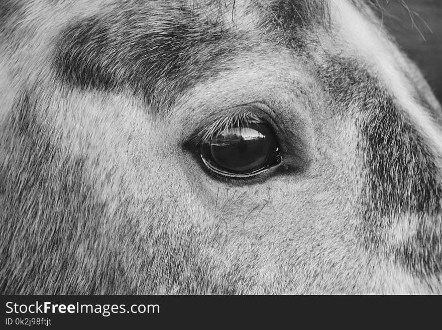 Eye, Black And White, Face, Nose