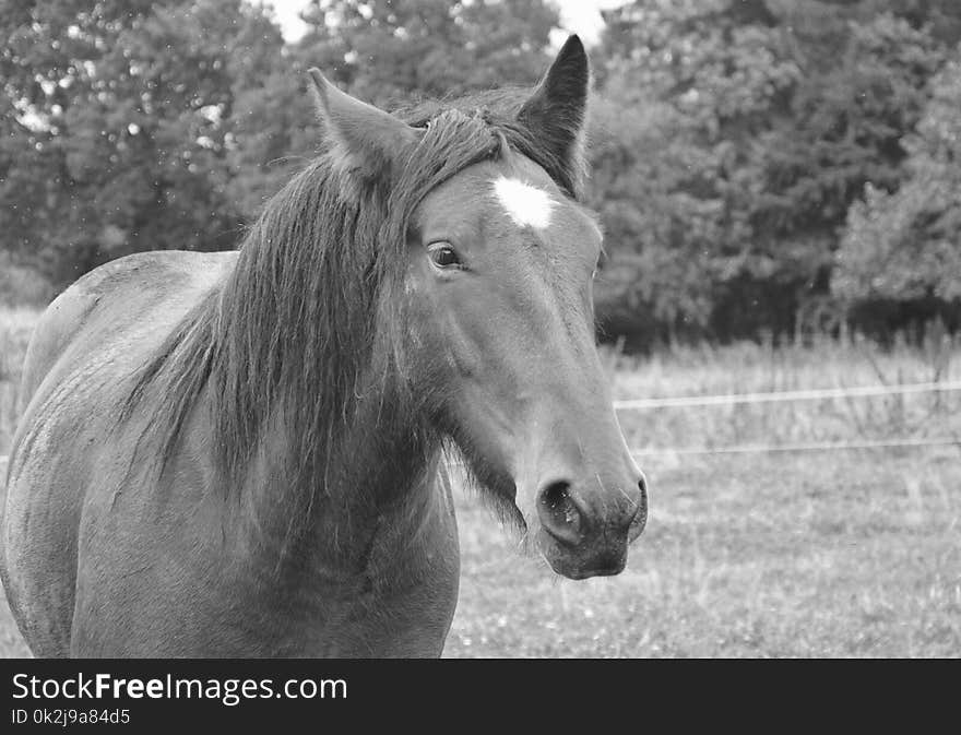 Horse, Black And White, Mane, Fauna