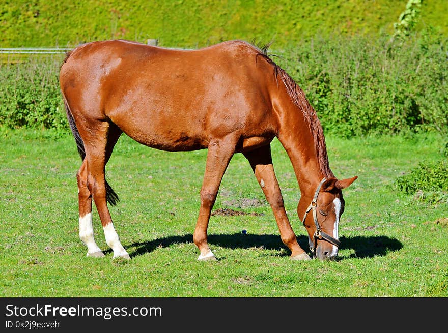 Horse, Pasture, Ecosystem, Mare