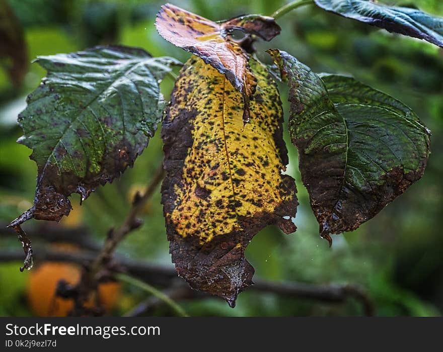 Leaf, Flora, Plant Pathology, Insect