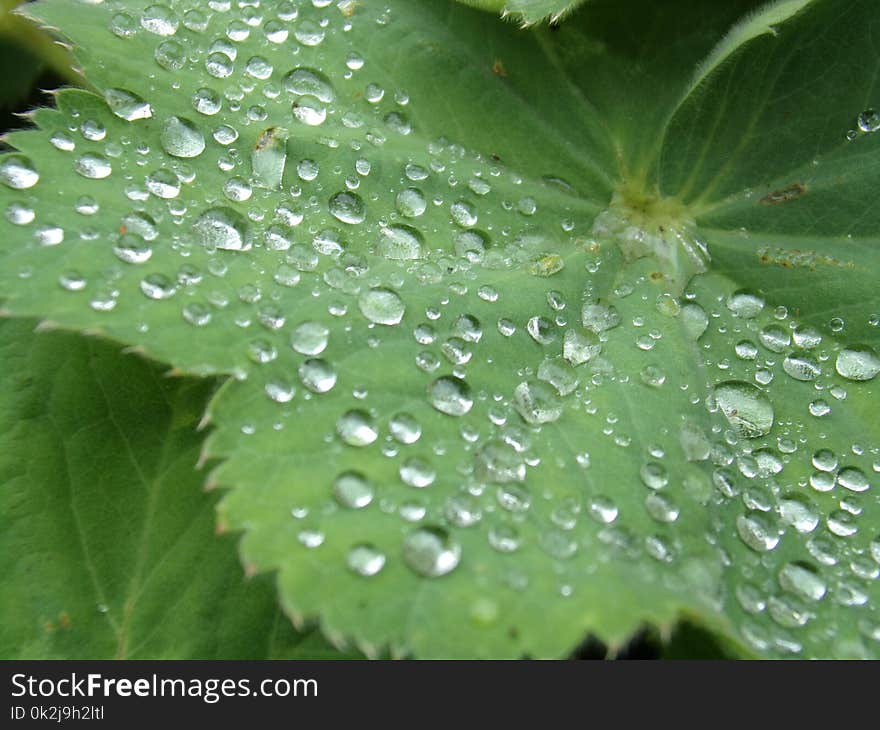 Water, Dew, Leaf, Drop