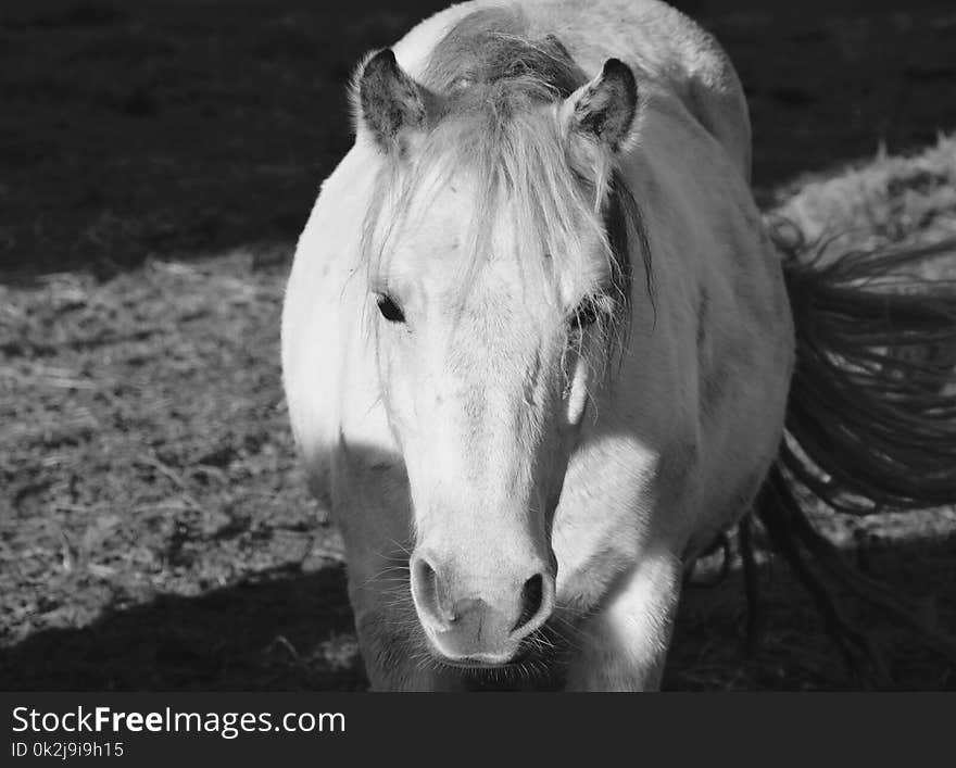 Horse, Black And White, Mane, Monochrome Photography