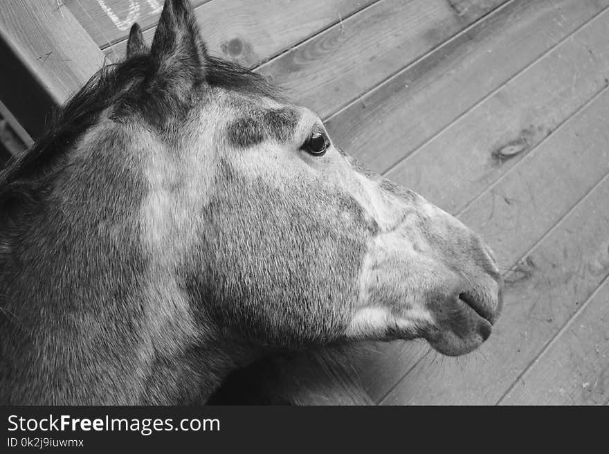 Horse, Black And White, Fauna, Horse Like Mammal