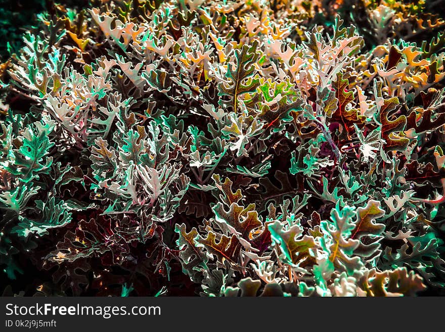 Plant, Flora, Organism, Seaweed