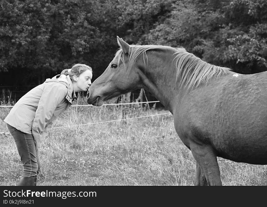 Horse, Photograph, Black And White, Mane