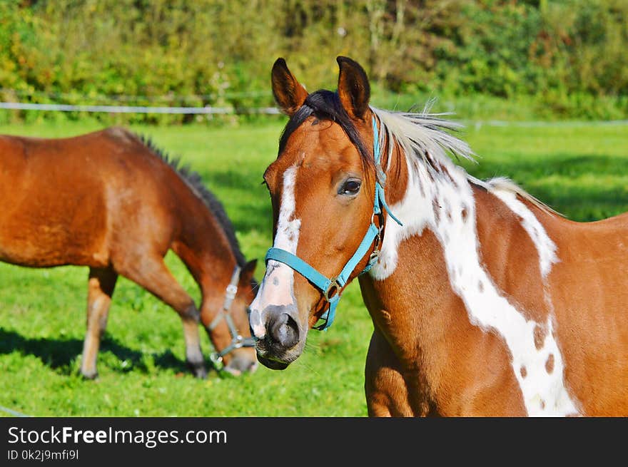 Horse, Bridle, Mare, Halter