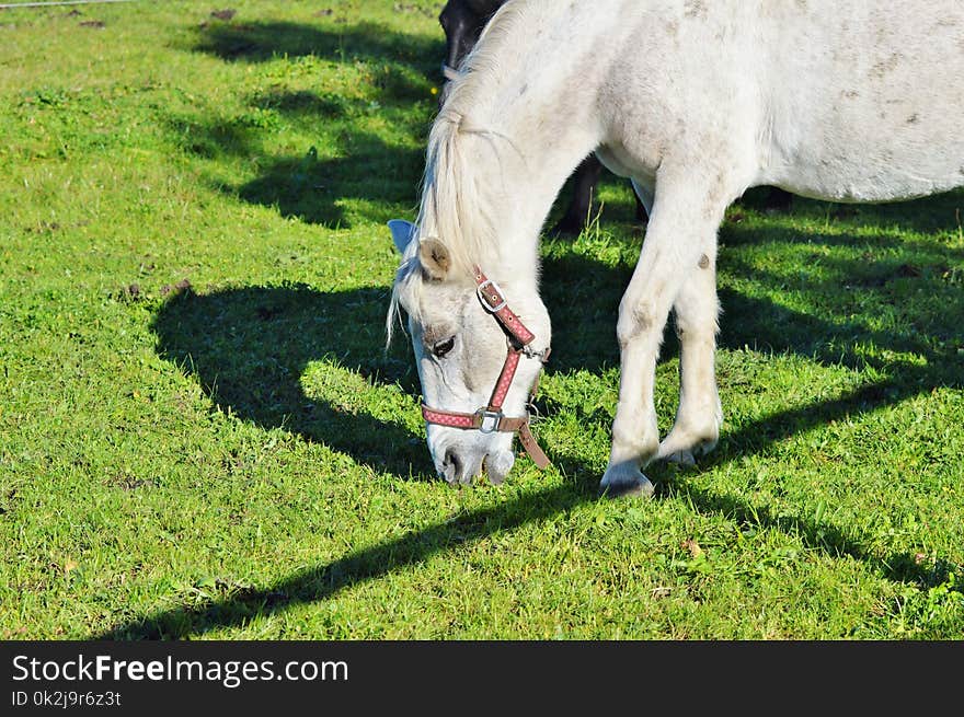 Horse, Pasture, Grass, Grassland