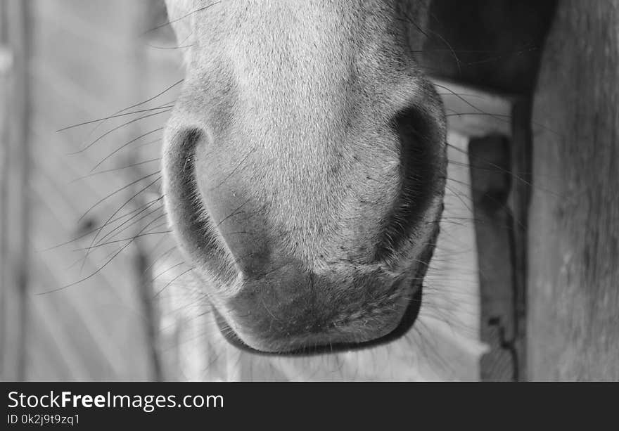 White, Nose, Black, Face