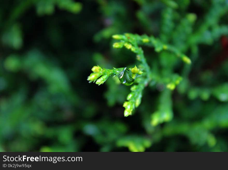 Vegetation, Leaf, Branch, Vascular Plant