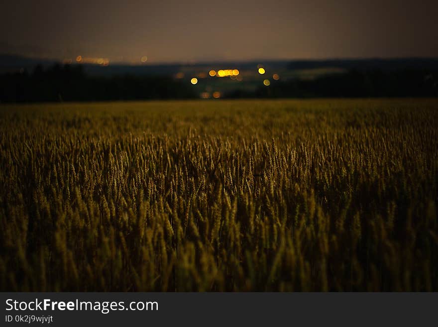 Field, Grass Family, Crop, Sky