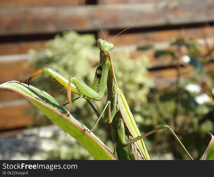 Insect, Mantis, Invertebrate, Locust