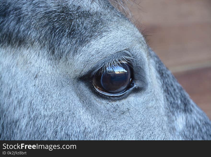 Eye, Nose, Mane, Horse