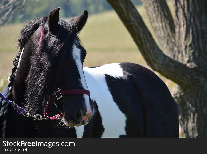 Horse, Halter, Mane, Bridle