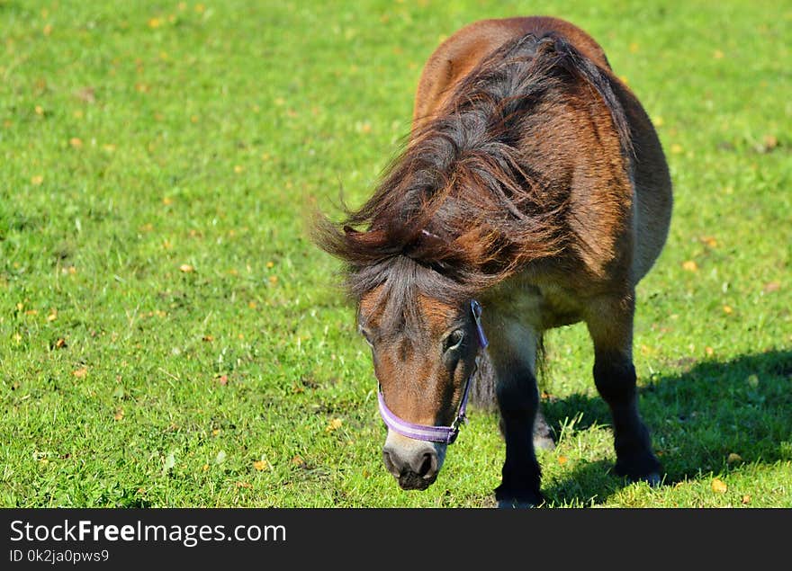 Horse, Grazing, Pasture, Grass