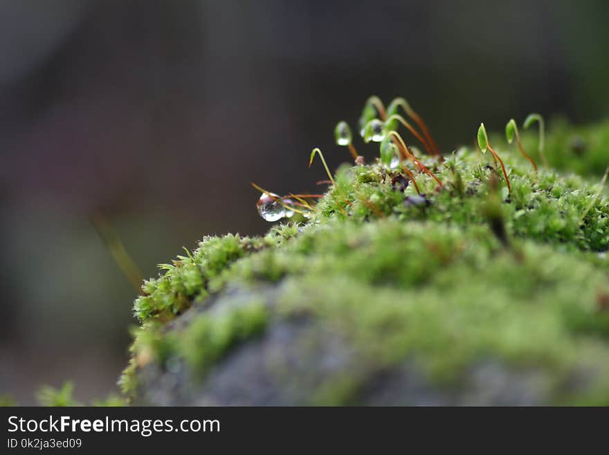 Vegetation, Non Vascular Land Plant, Flora, Moss