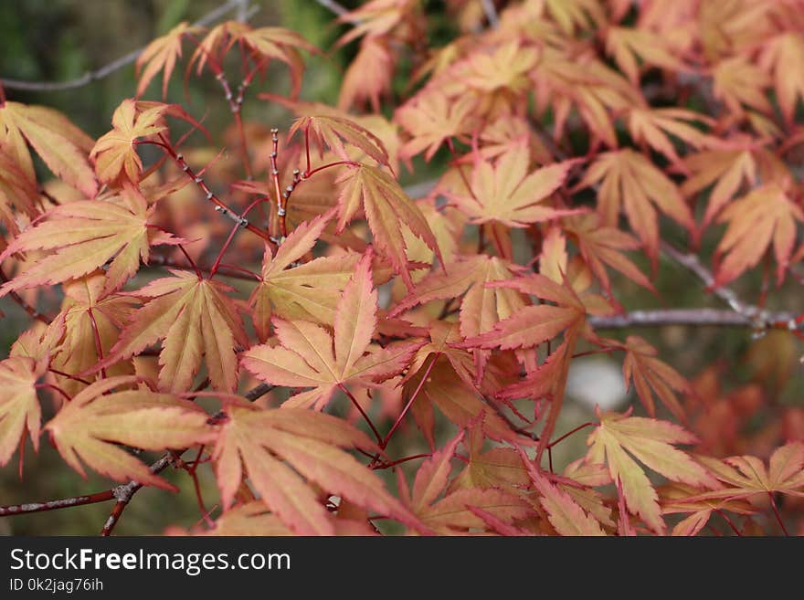 Leaf, Plant, Autumn, Tree