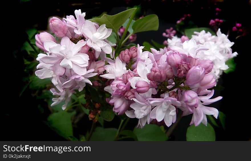 Flower, Plant, Flowering Plant, Lilac