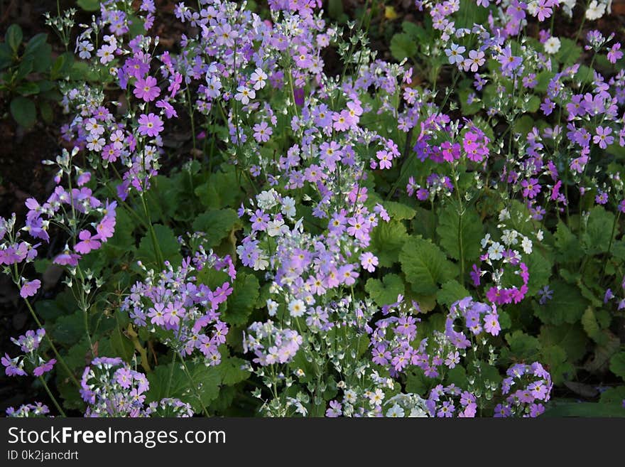 Flower, Plant, Flowering Plant, Flora