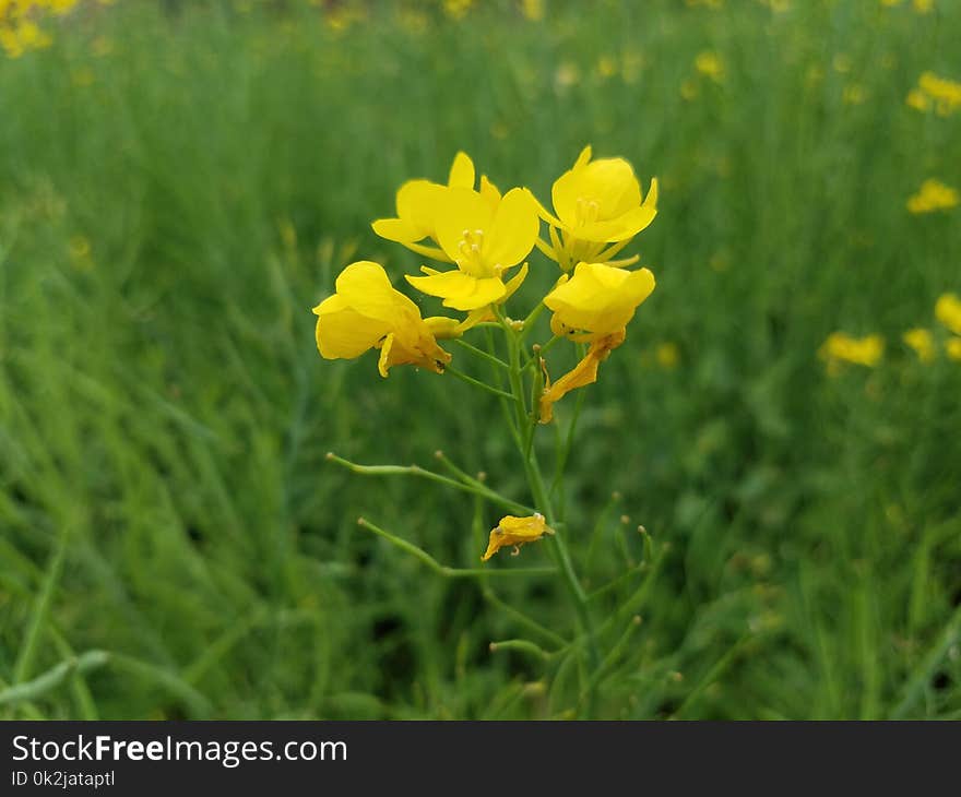 Flower, Yellow, Mustard Plant, Flora