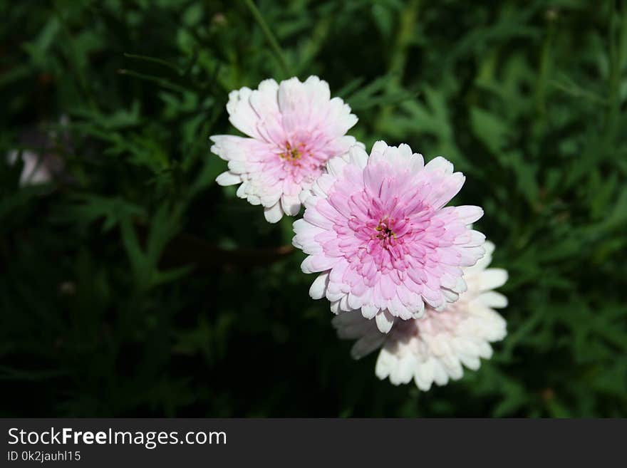 Flower, Plant, Flowering Plant, Flora