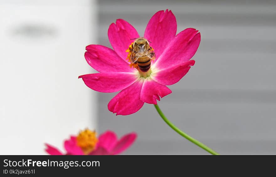 Flower, Pink, Flora, Flowering Plant