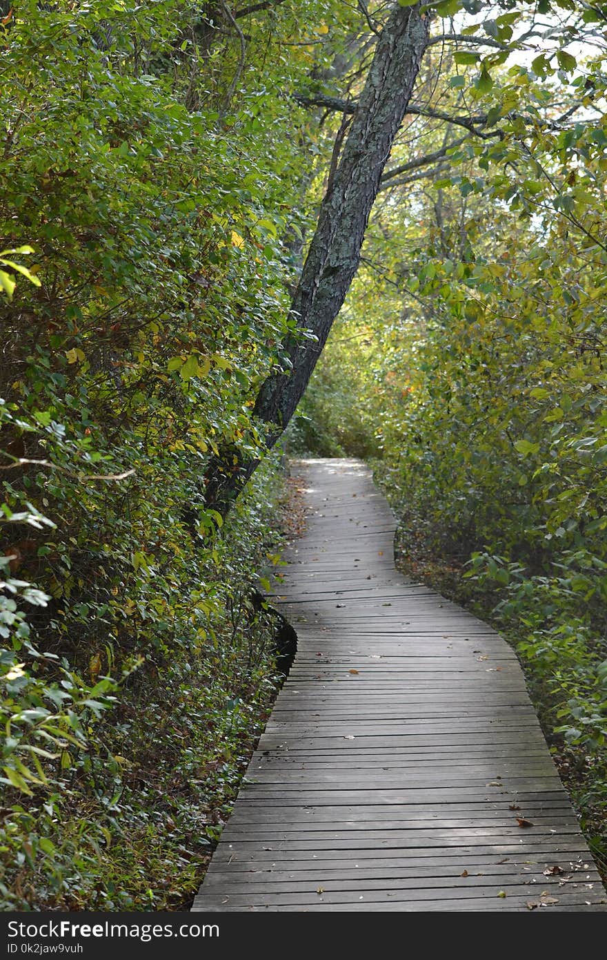 Path, Nature, Woodland, Leaf