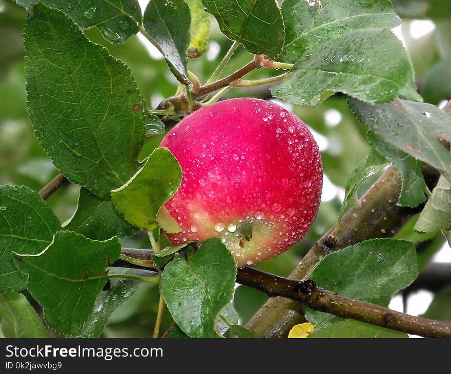 Fruit, Plant, Fruit Tree, Apple