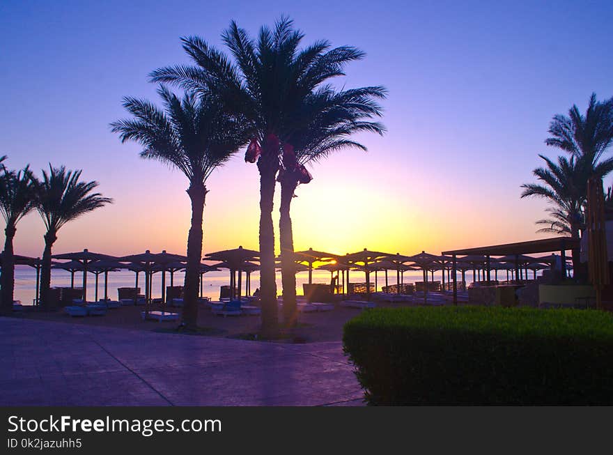 Palm Tree, Sky, Arecales, Resort