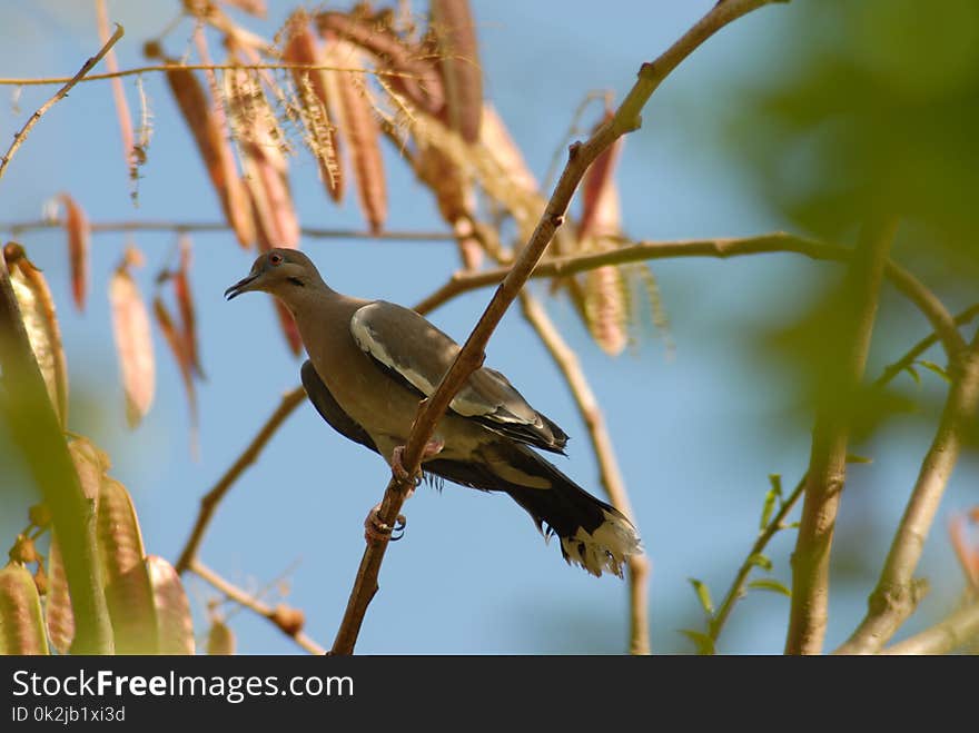 Bird, Fauna, Beak, Wildlife