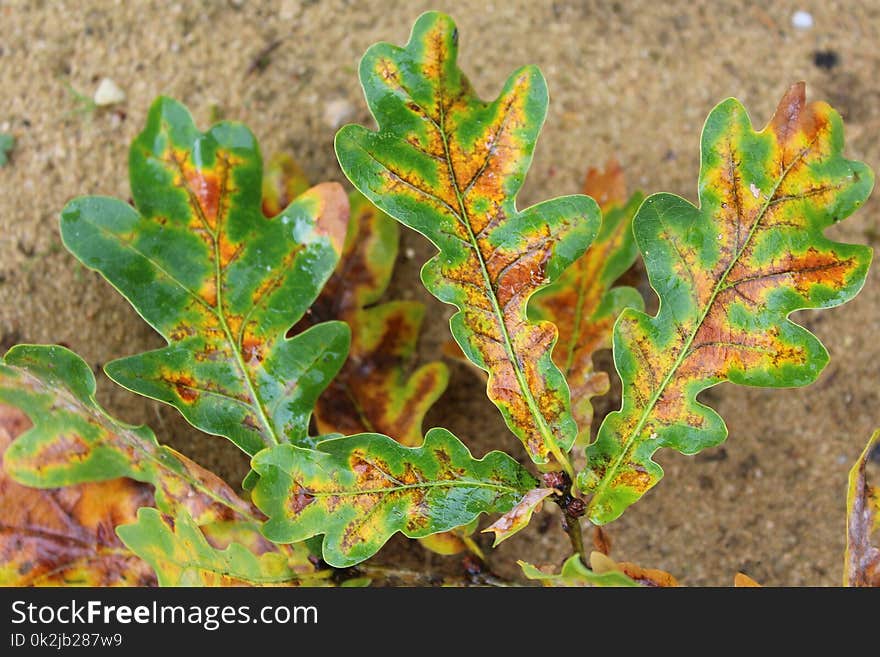 Leaf, Plant, Plant Pathology