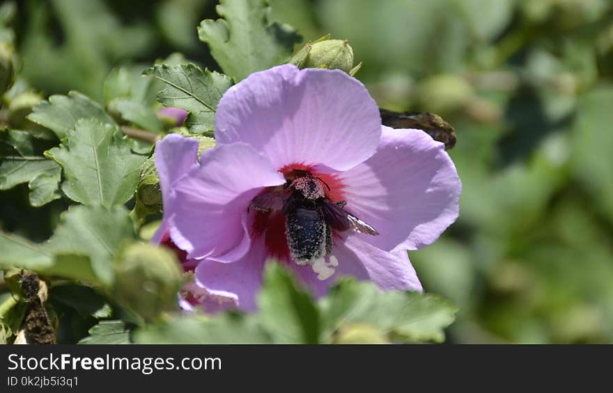 Flower, Pollinator, Bee, Flowering Plant