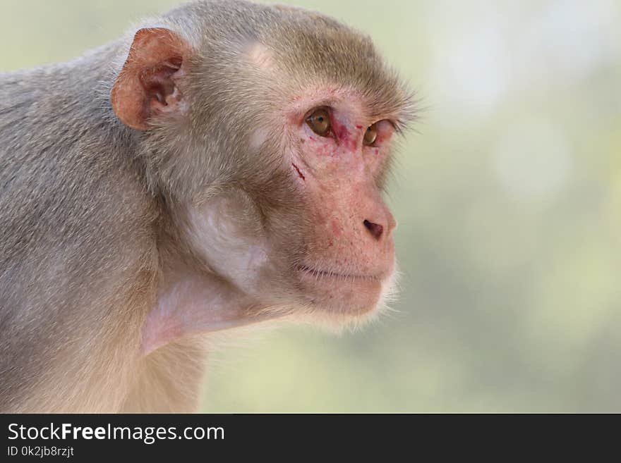 Macaque, Mammal, Fauna, Primate