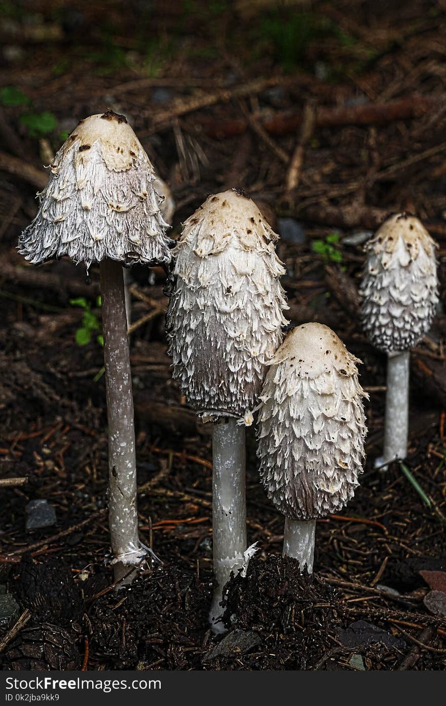 Mushroom, Fungus, Edible Mushroom, Agaricaceae