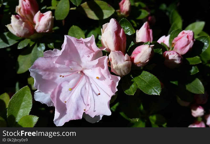 Flower, Plant, Flowering Plant, Pink