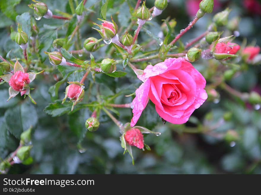 Flower, Flowering Plant, Rose Family, Plant